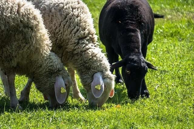„Ich war das schwarze Schaf“